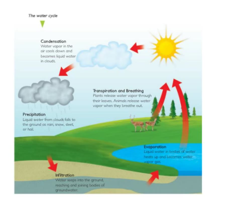 A flat, printed science-textbook diagram